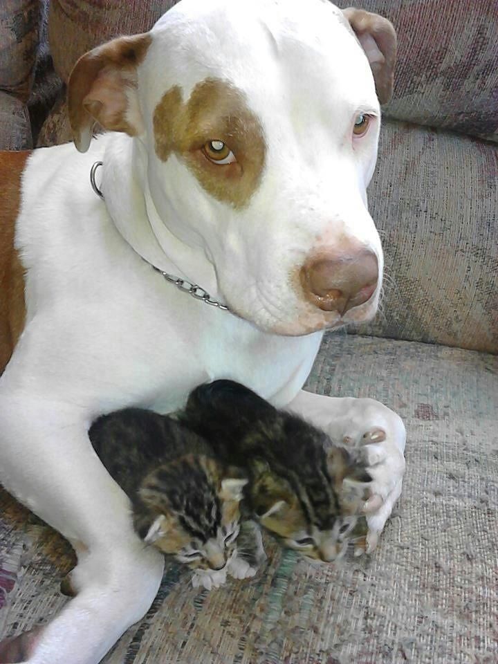 vicious pit bull.jpg