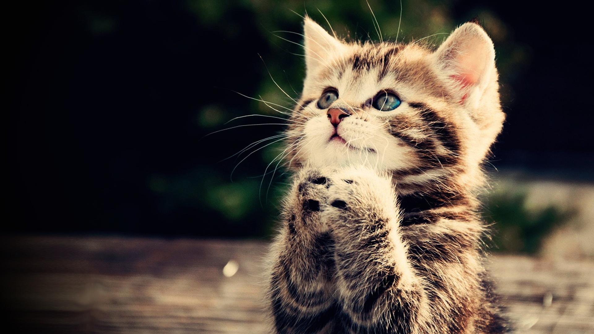 wallpaper-praying-cat.jpg