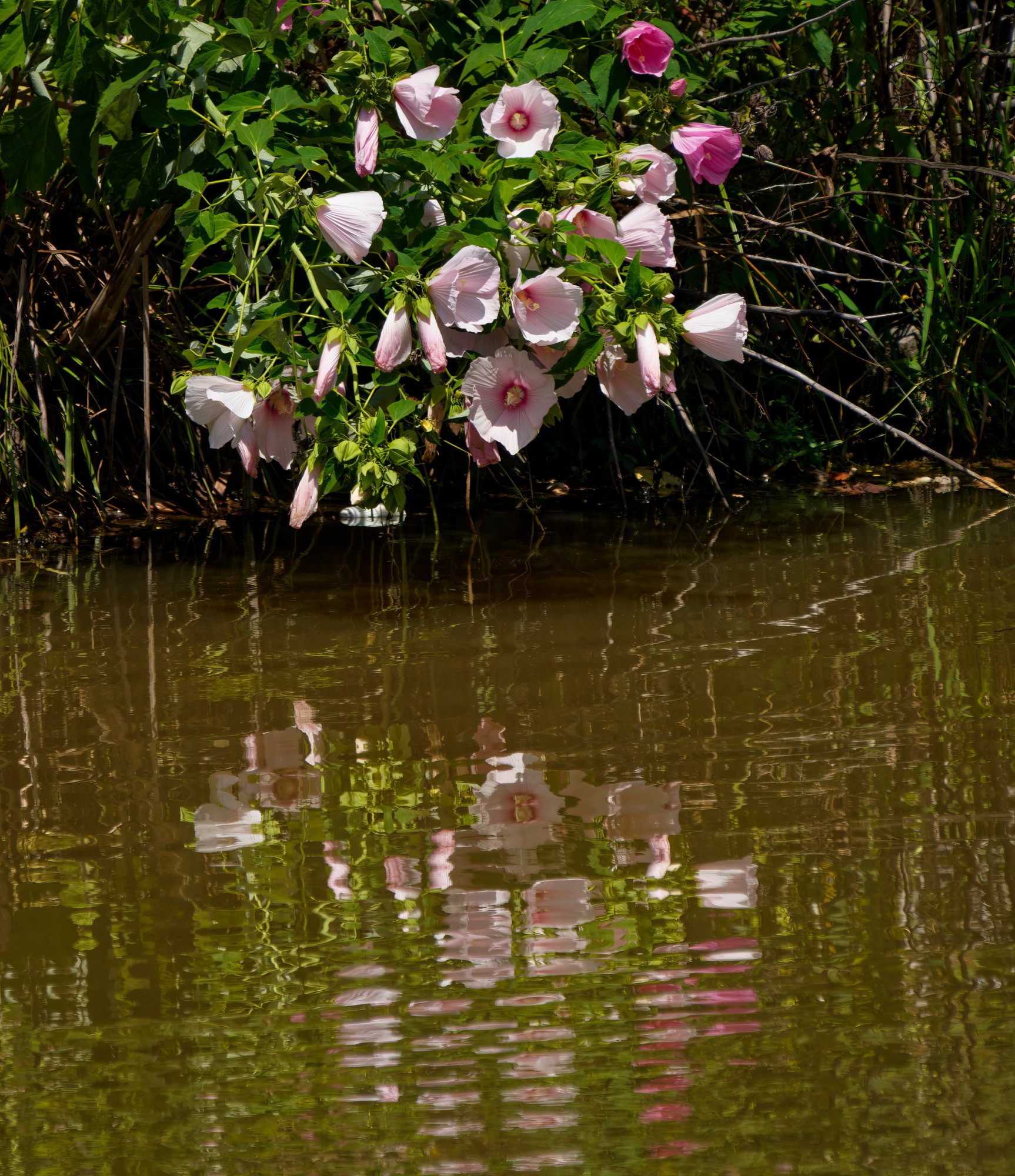 Water's Edge Reflections.jpeg