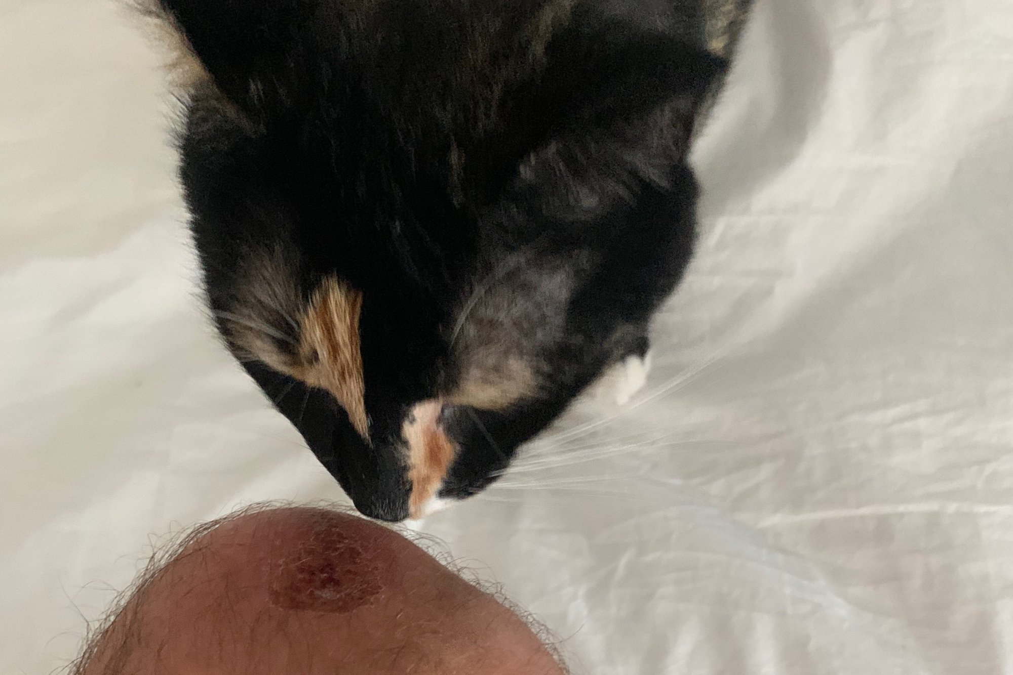 Watson looking at knee scab.jpg