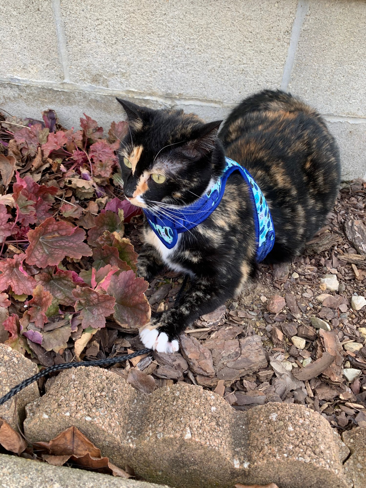 Watson on leash in plant bed 2.jpeg
