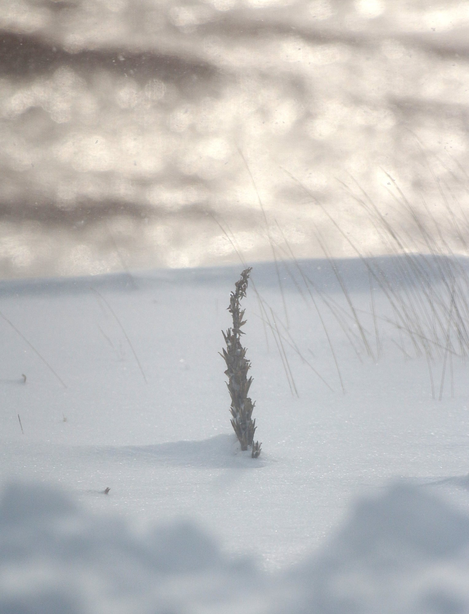 weed in winter c.jpg