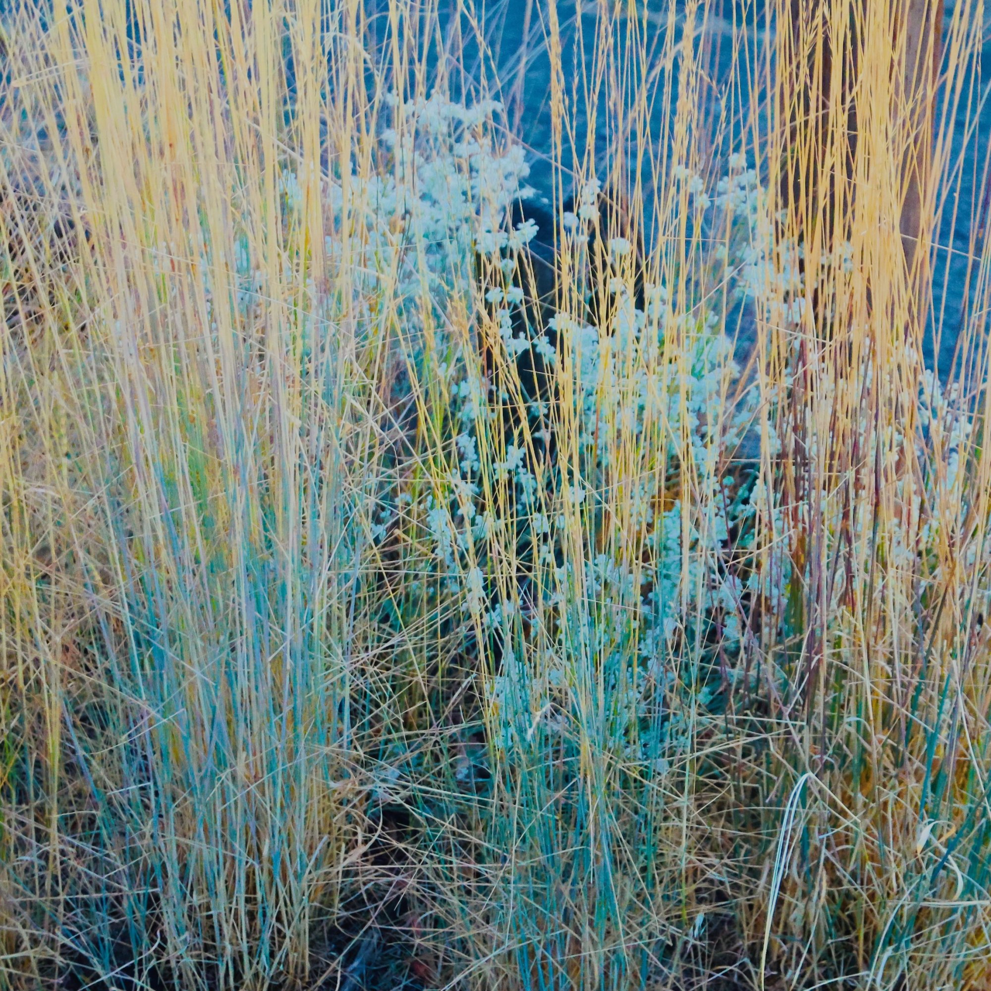 weeds - 1.jpeg
