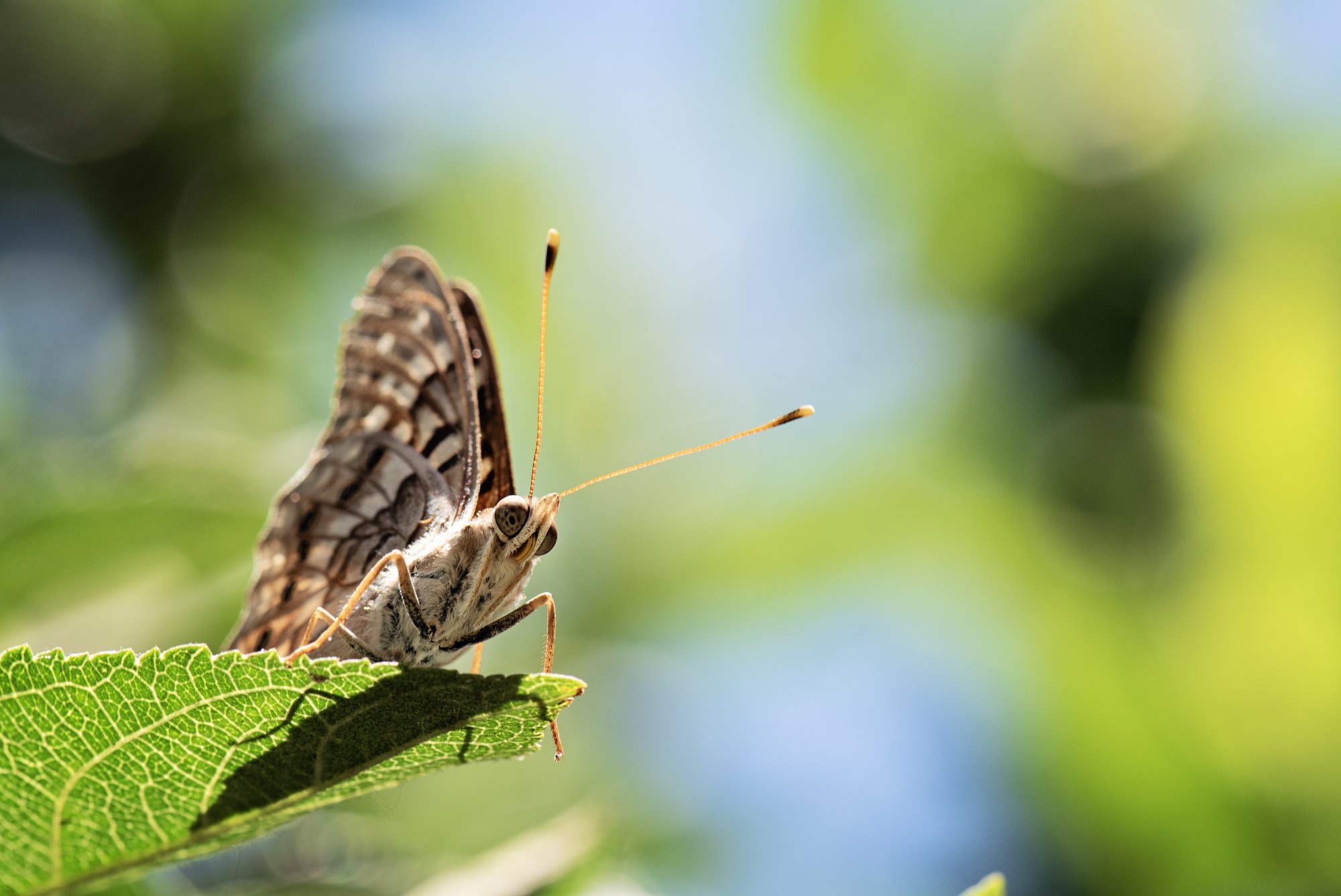 Week 24 Full Sun - Tawny Emperor Butterfly copy.jpeg