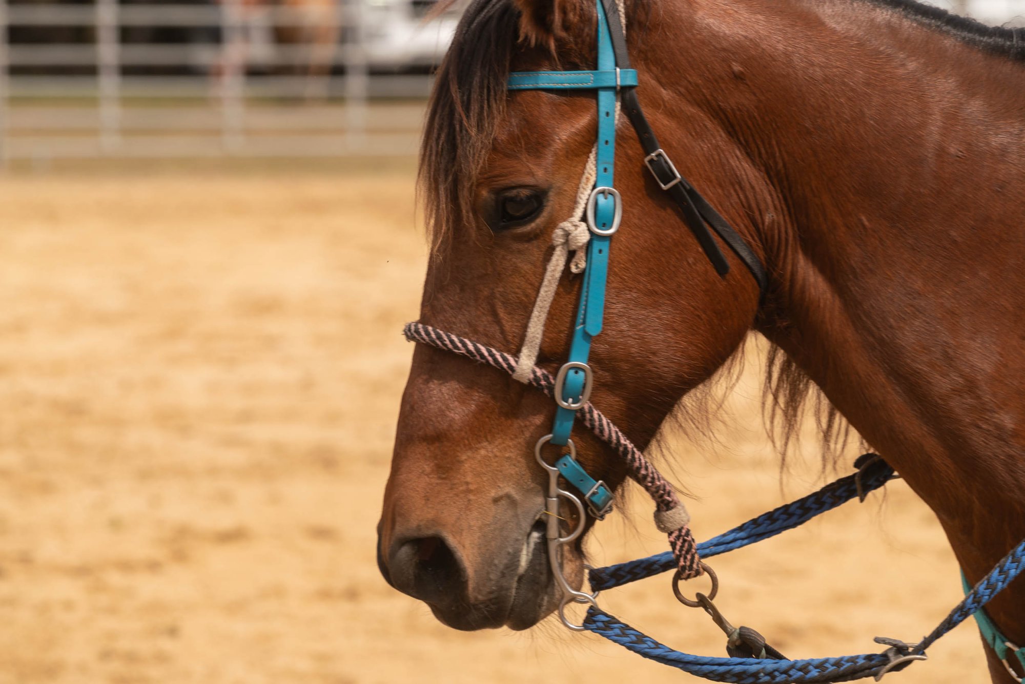 West Volusia Saddle Club - 2500px-1.jpg