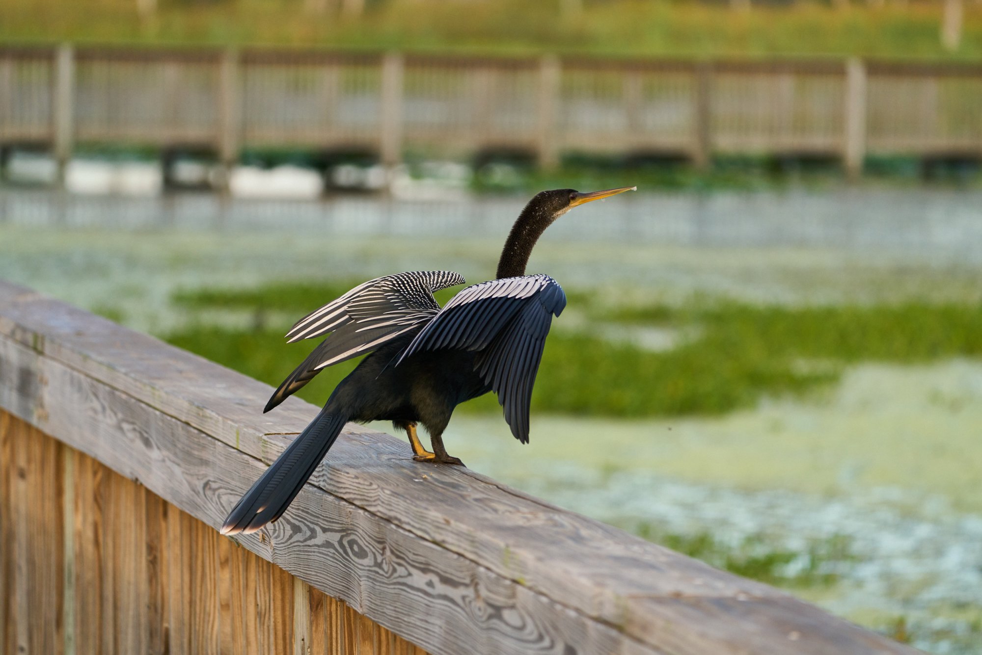 Wetlands  2500px 15.jpg
