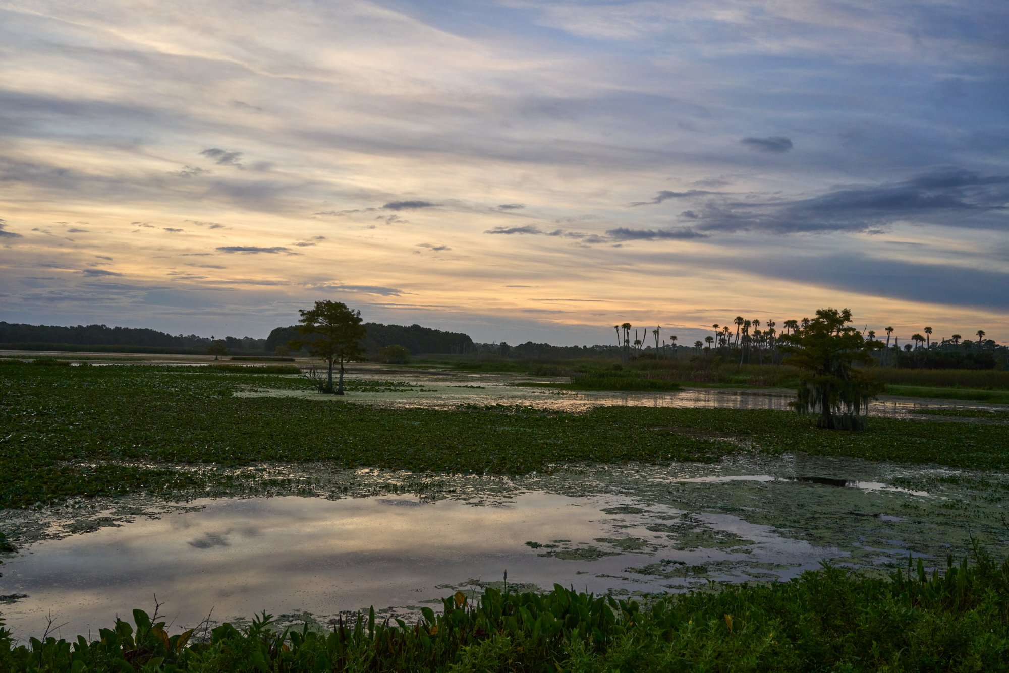 Wetlands  2500px 6.jpg