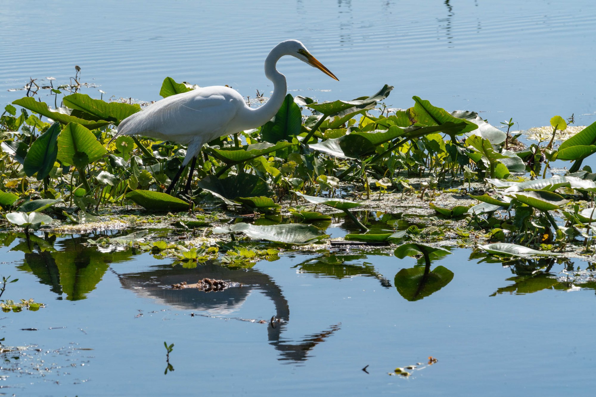 Wetlands Apr 2025 -2500px-8.jpg