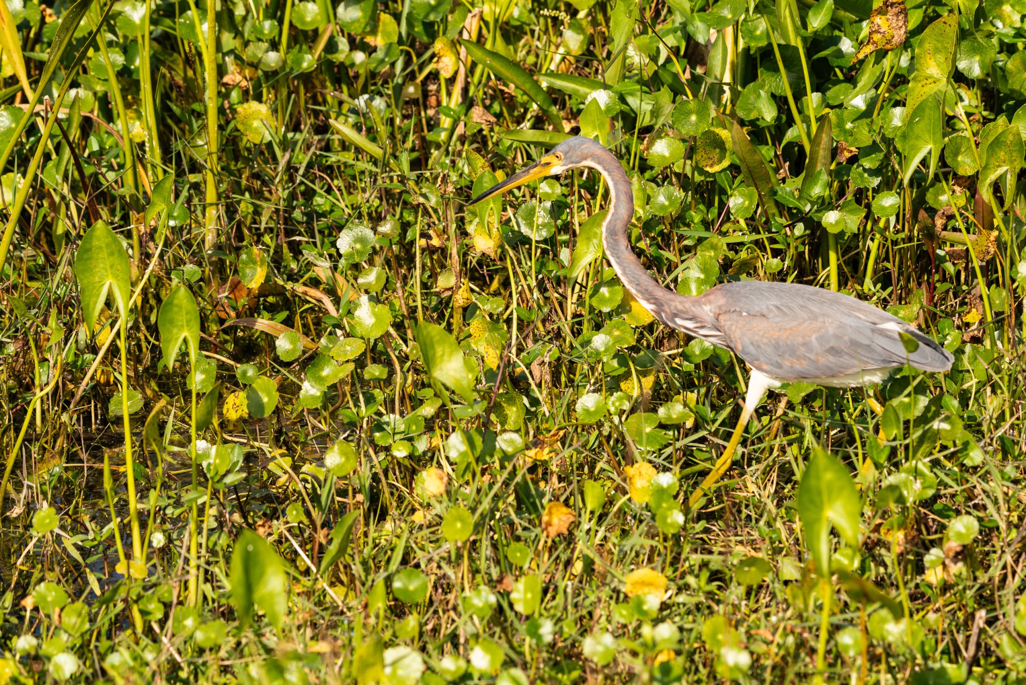 Wetlands Dec25 - 2500px-9.jpg