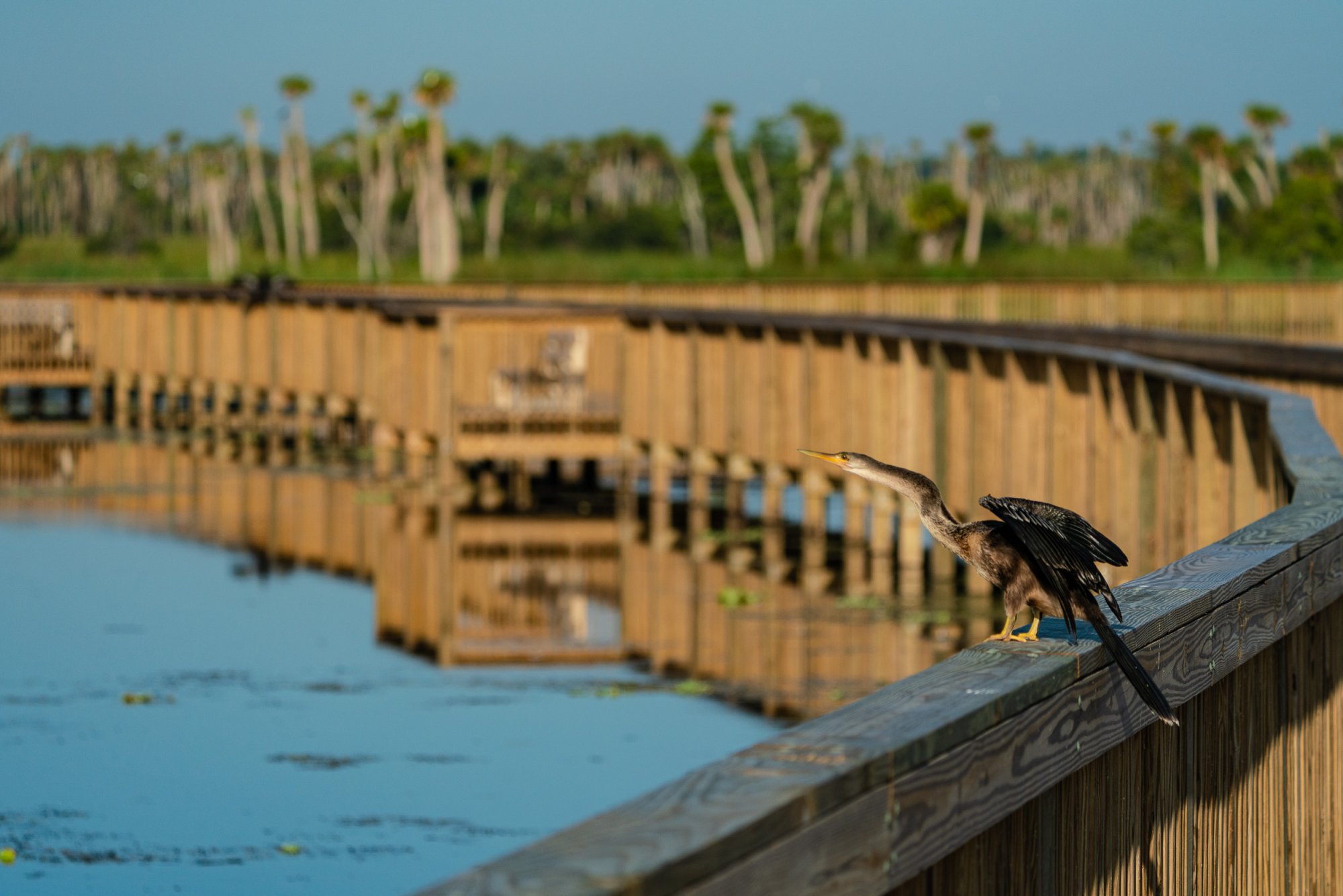 Wetlands June 2023 - 2500px-12.jpg