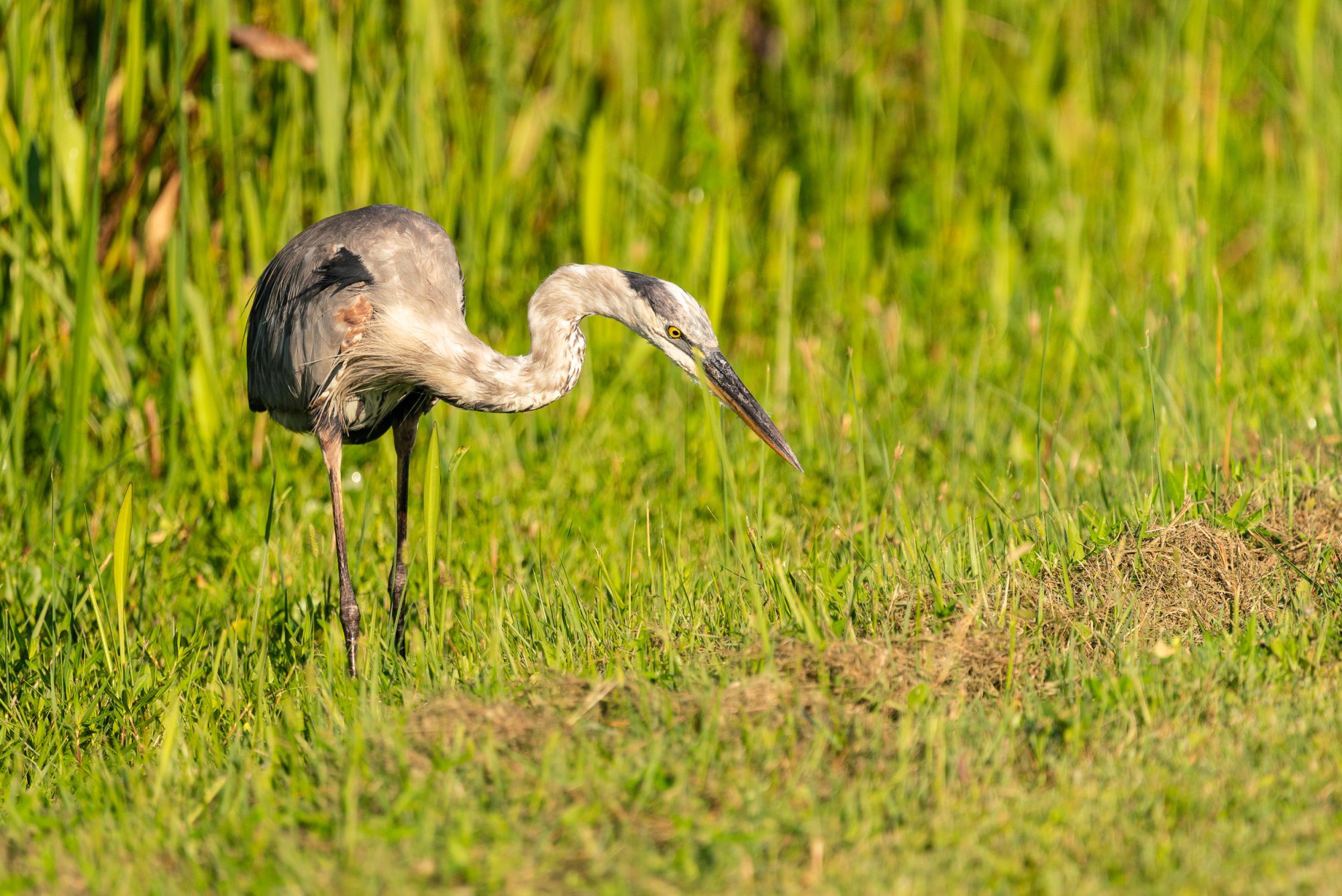 Wetlands June 2023 - 2500px-17.jpg