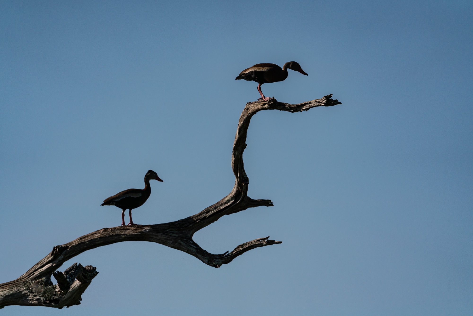 Wetlands June 2023 - 2500px-36.jpg