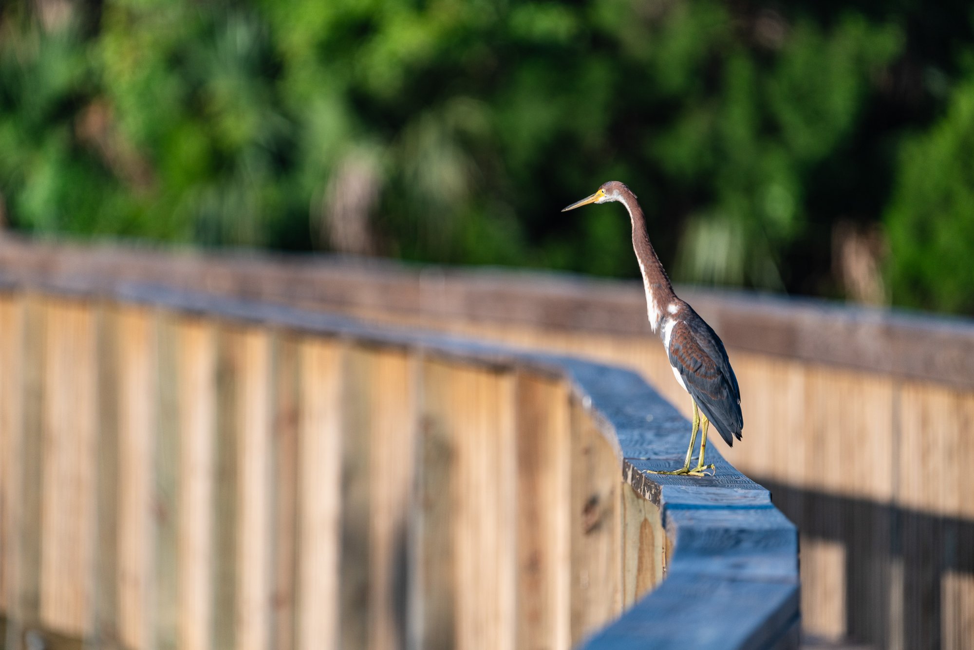 Wetlands June 2023 - 2500px-6.jpg