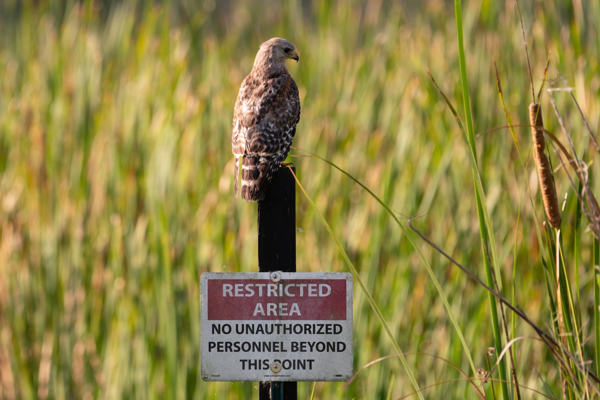 Wetlands June 2025 - 2500px-12.jpg