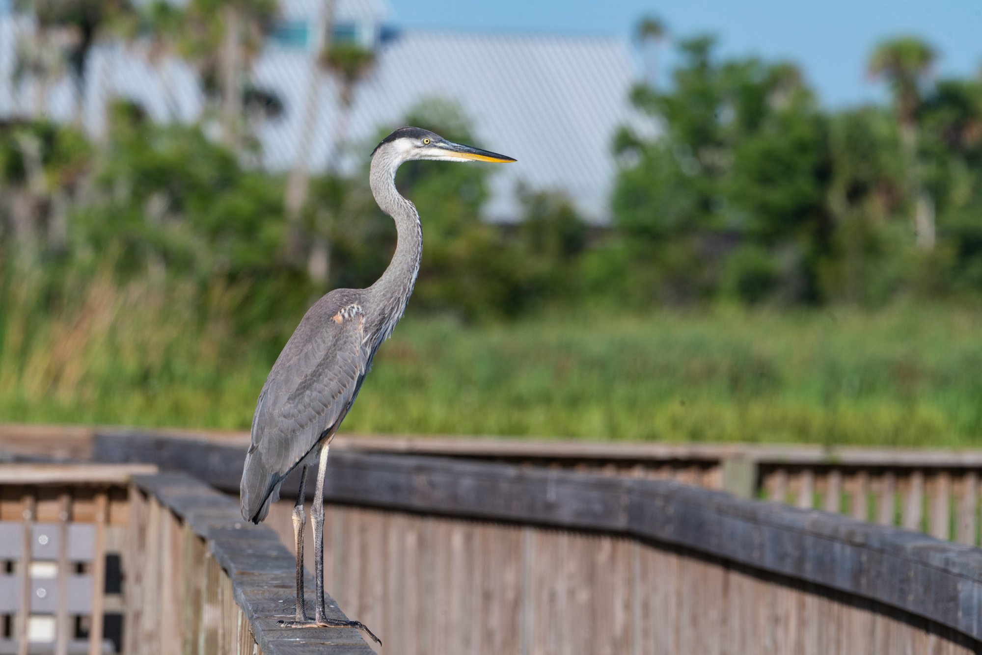 Wetlands June 2025 - 2500px-14.jpg