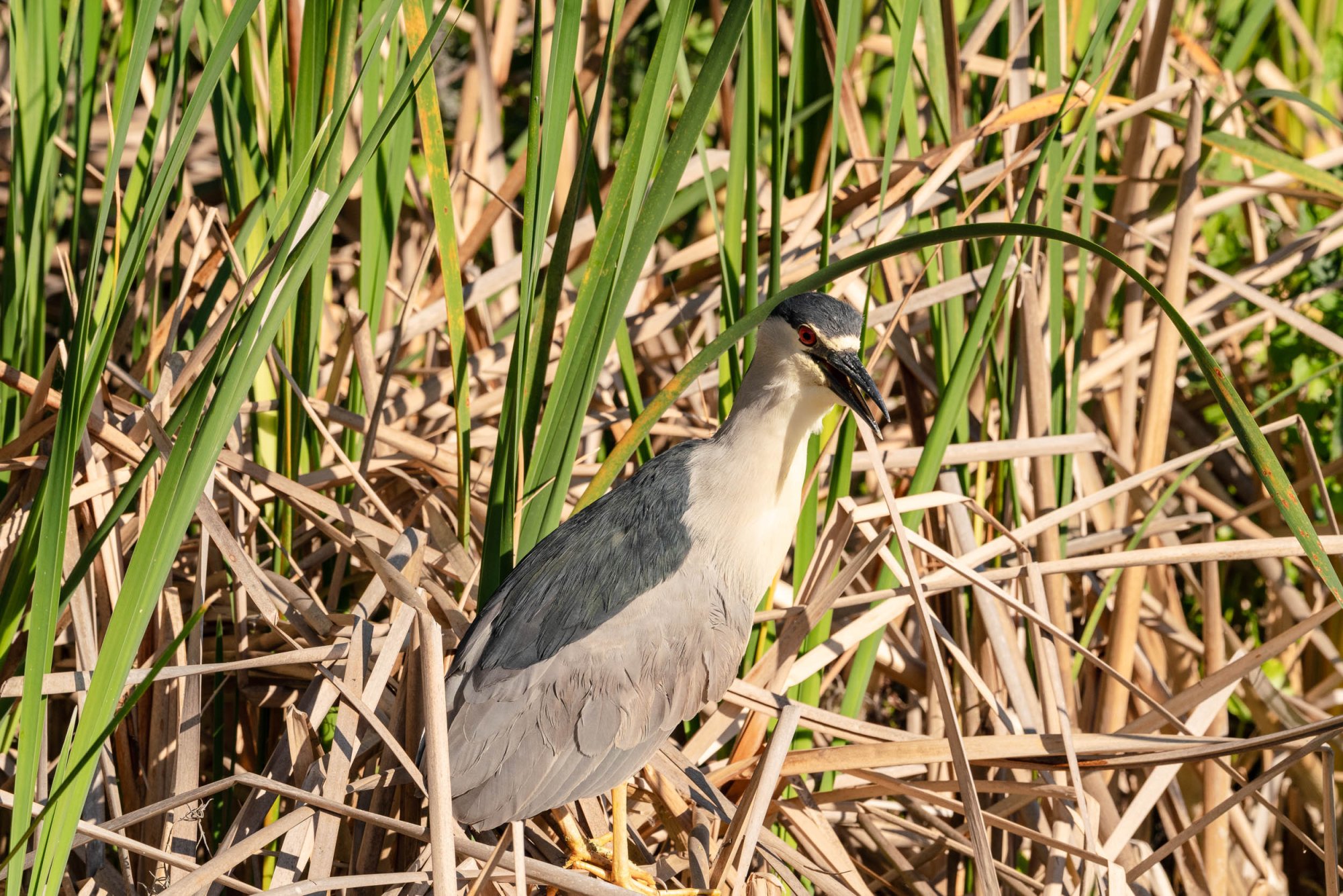 Wetlands March 2025 - 2500px-4.jpg