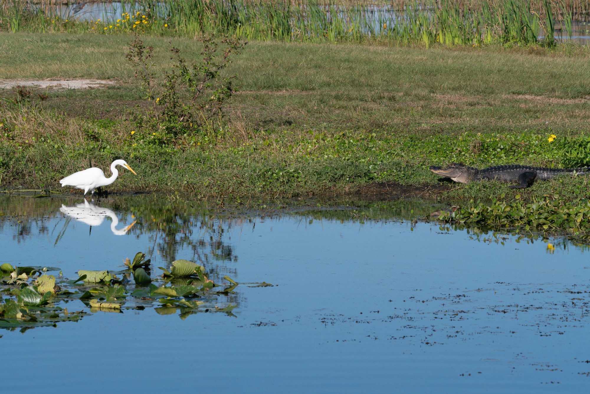Wetlands Nov 2025 - 2500px-10.jpg