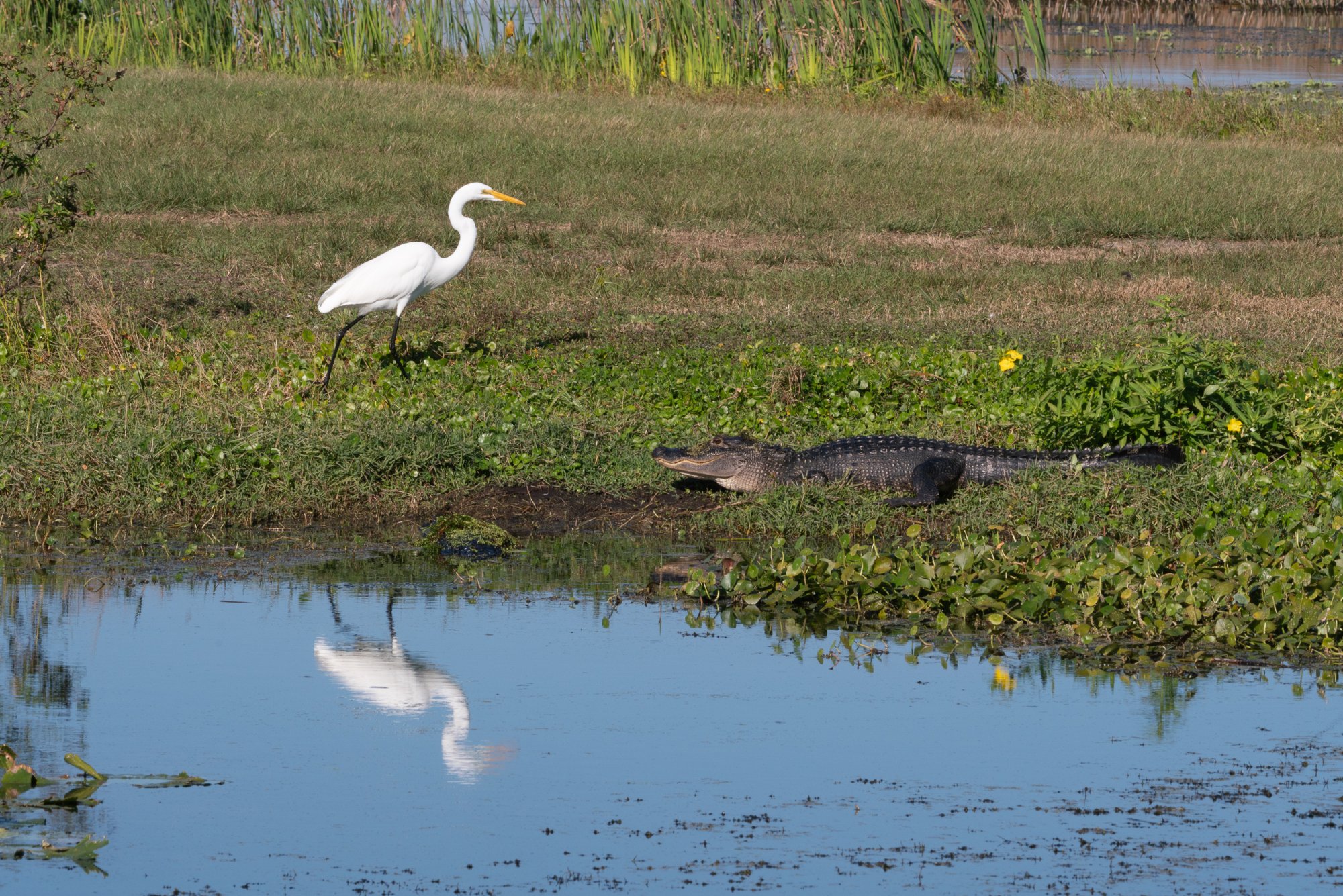 Wetlands Nov 2025 - 2500px-11.jpg