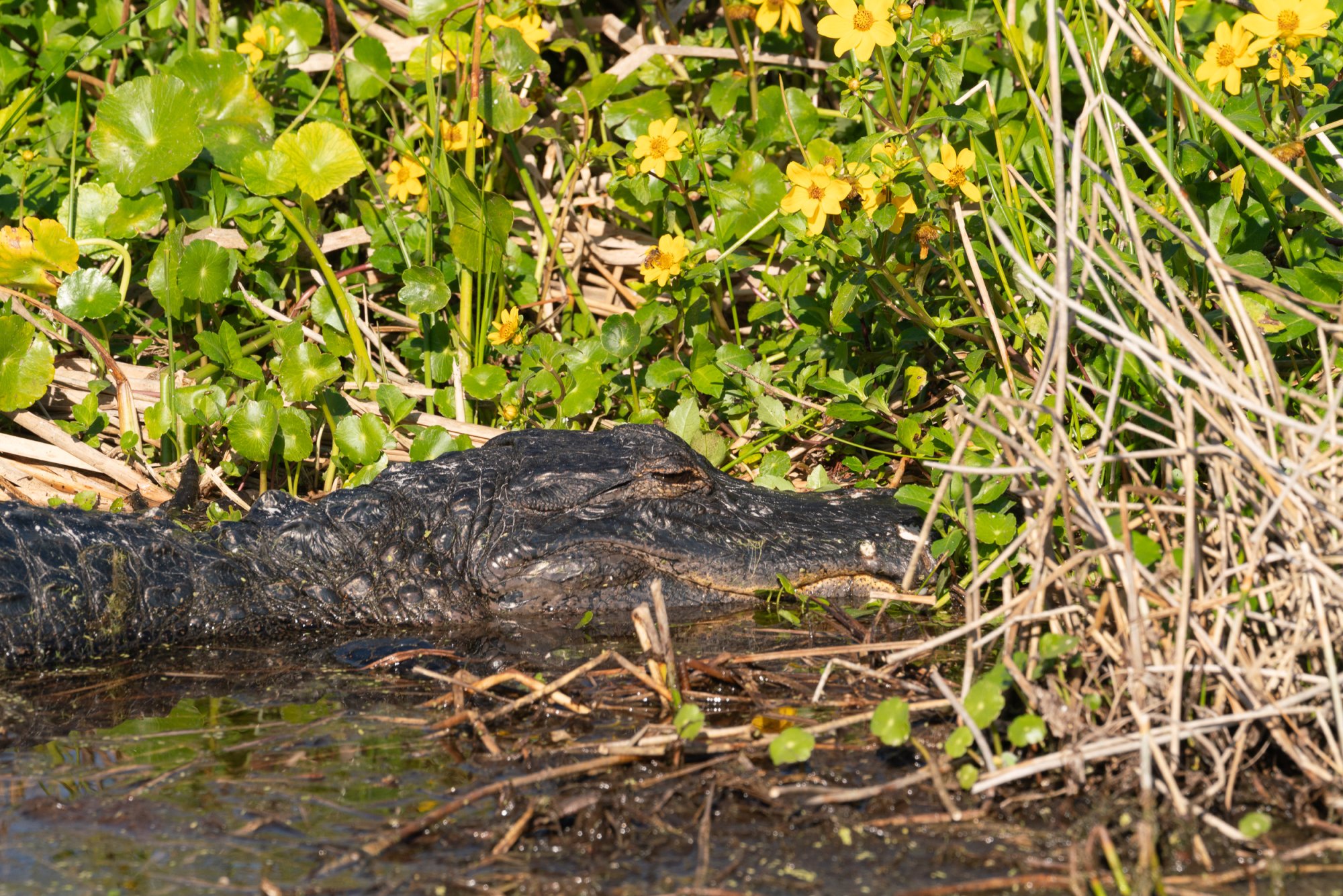 Wetlands Nov 2025 - 2500px-14.jpg