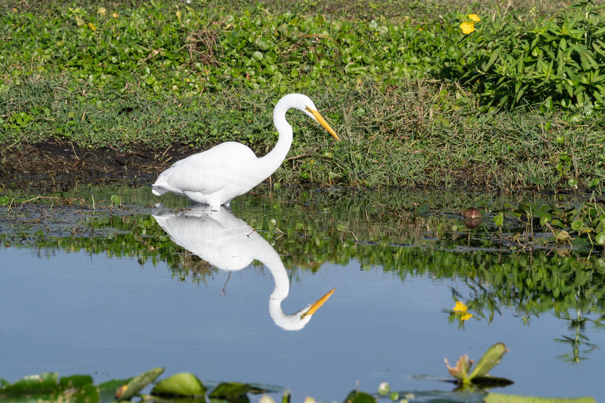 Wetlands Nov 2025 - 2500px-4.jpg