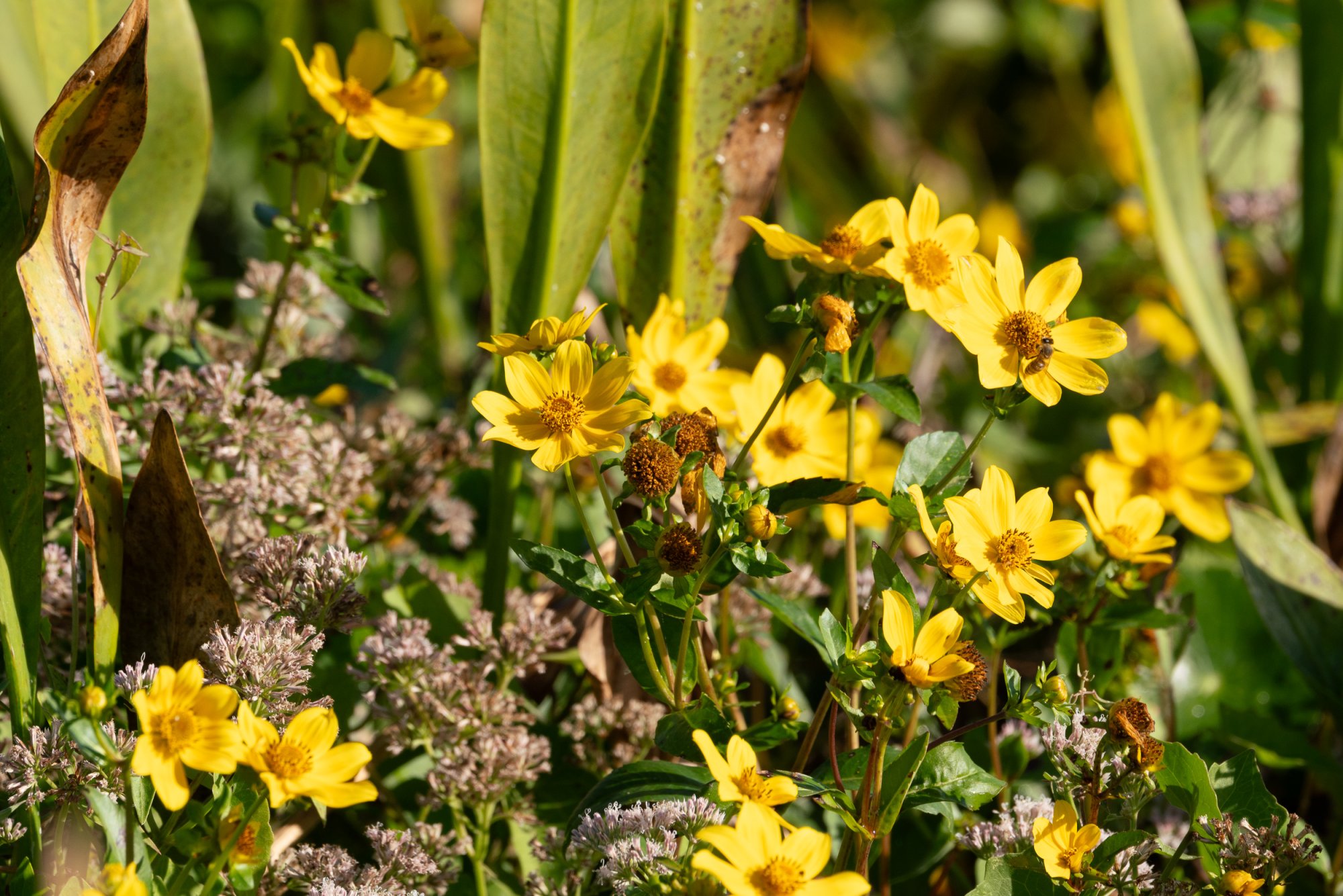Wetlands Nov 2025 - 2500px-8.jpg