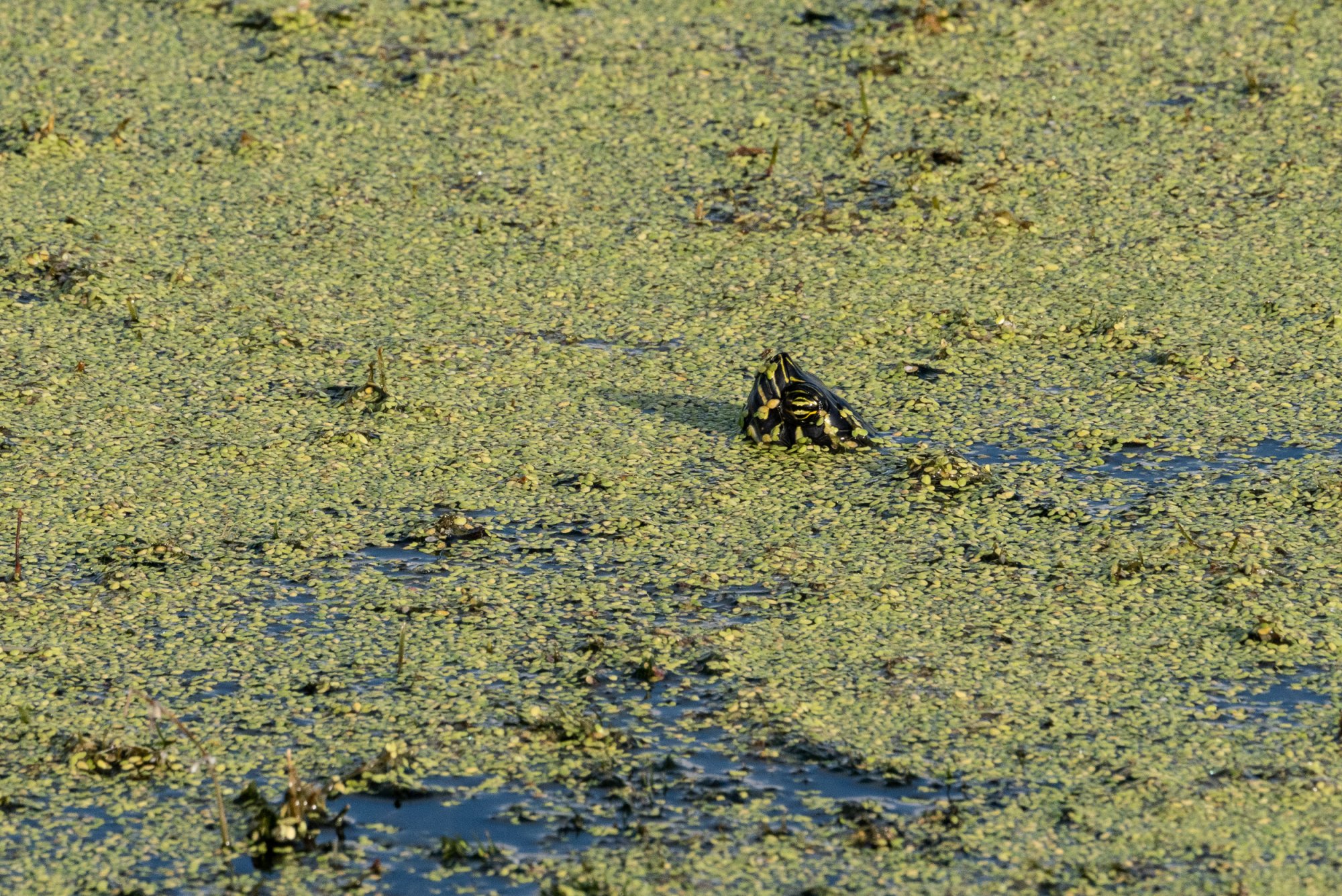Wetlands Oct 2025 -2500px-9.jpg