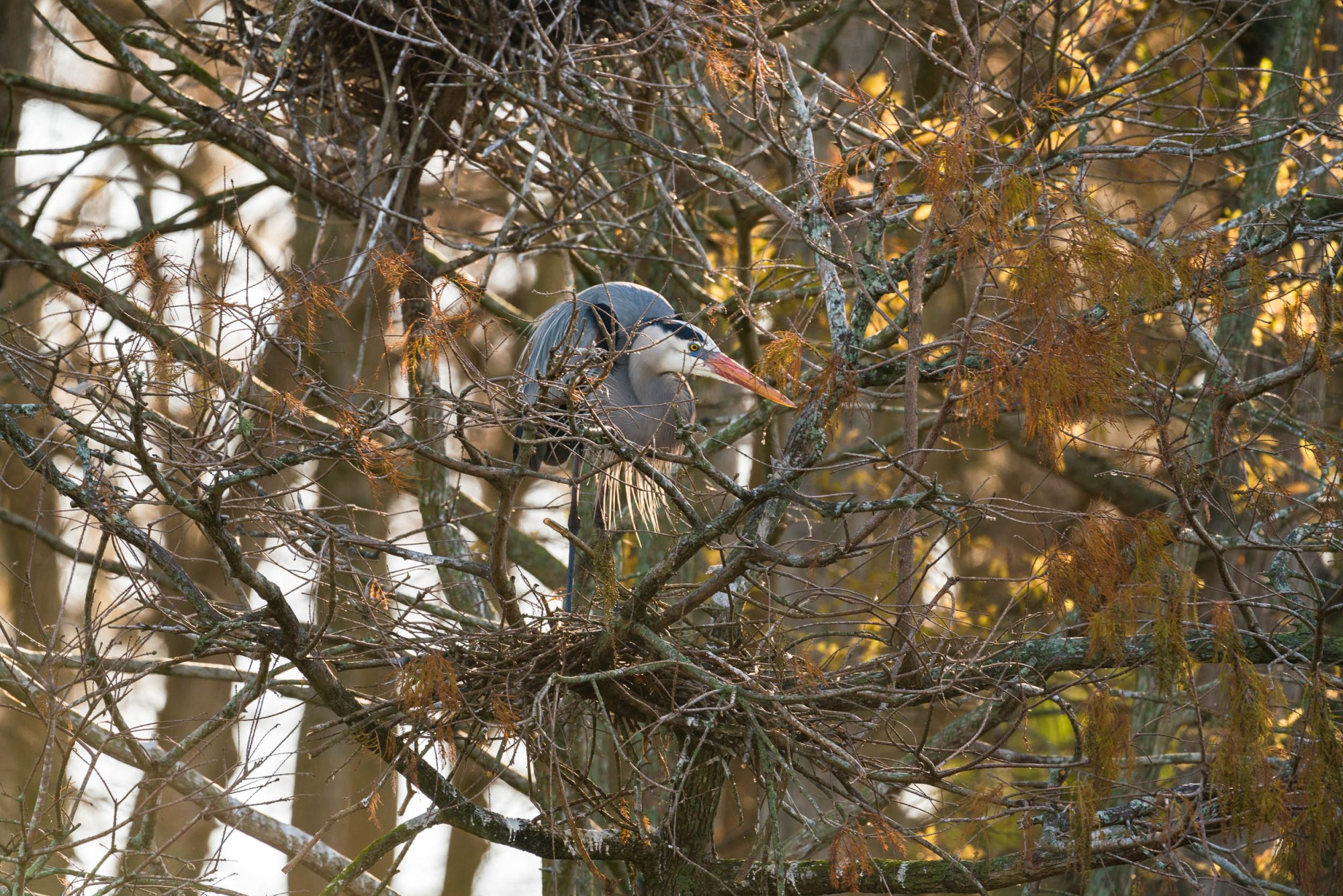 Wetlands Park - 2500px-14.jpg