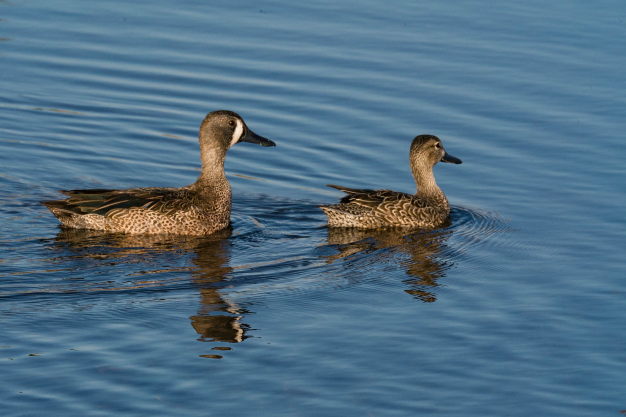 Wetlands Park - 2500px-2.jpg