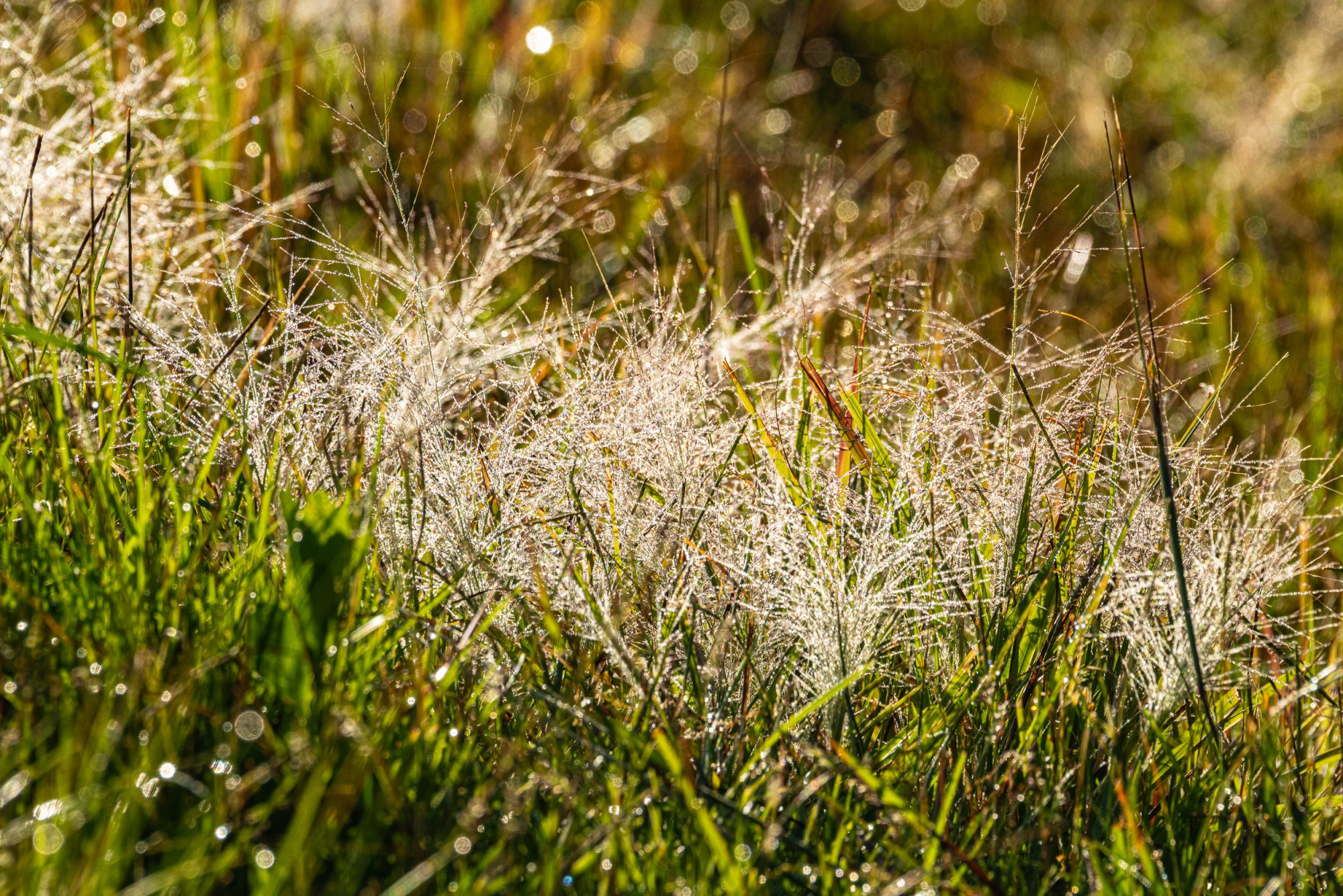 Wetlands Sept 2025-2-2500px-1.jpg