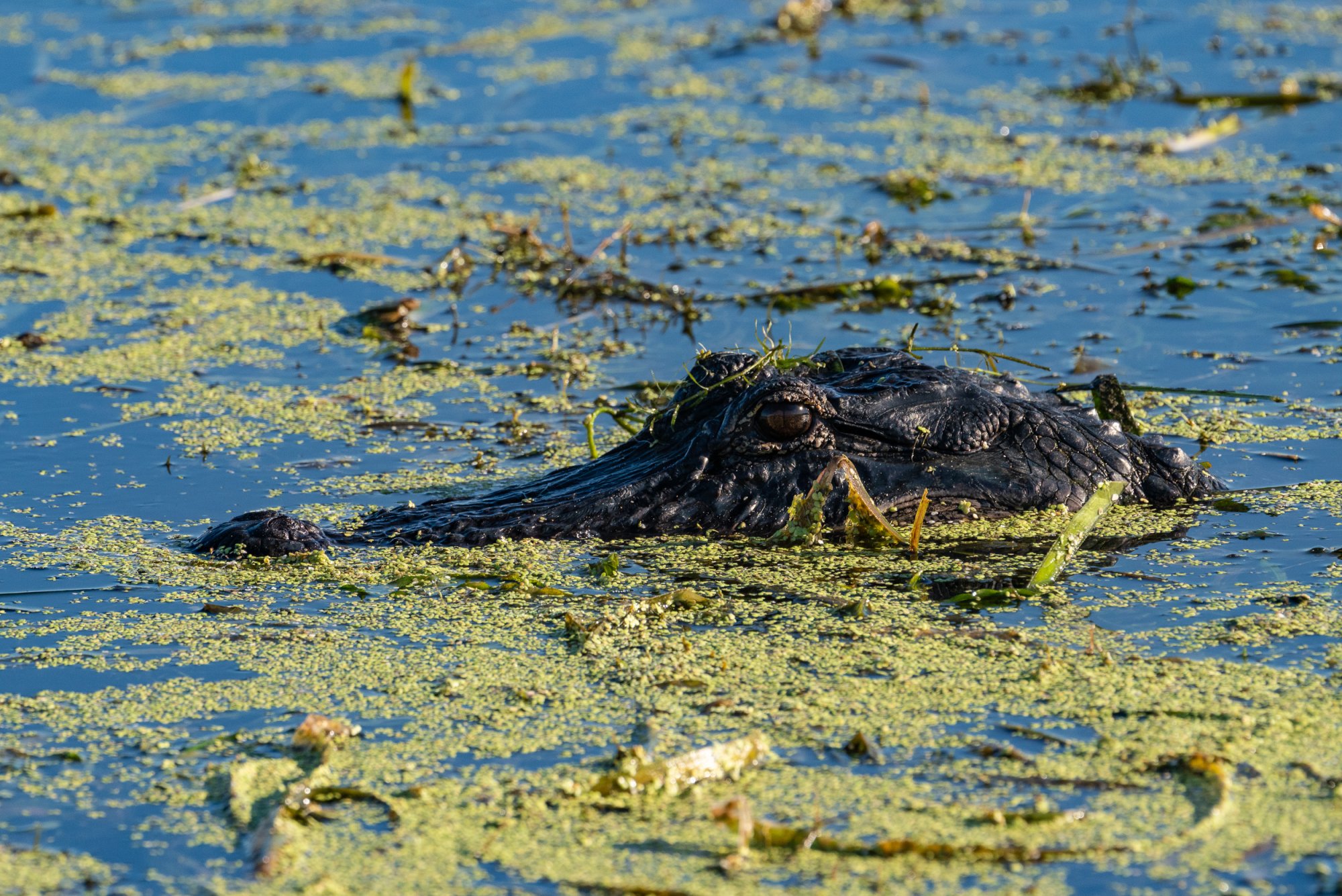 Wetlands Sept 2025-2-2500px-11.jpg