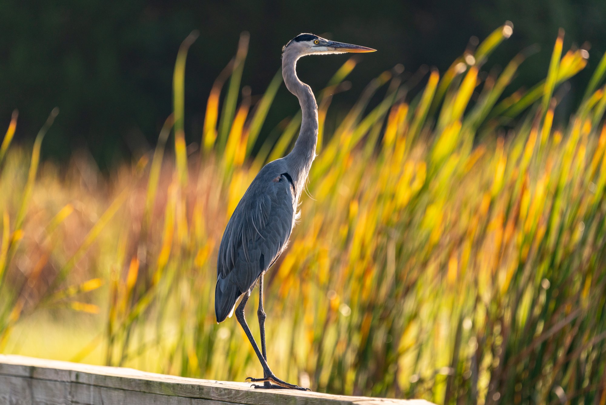 Wetlands Sept 2025-2-2500px-12.jpg
