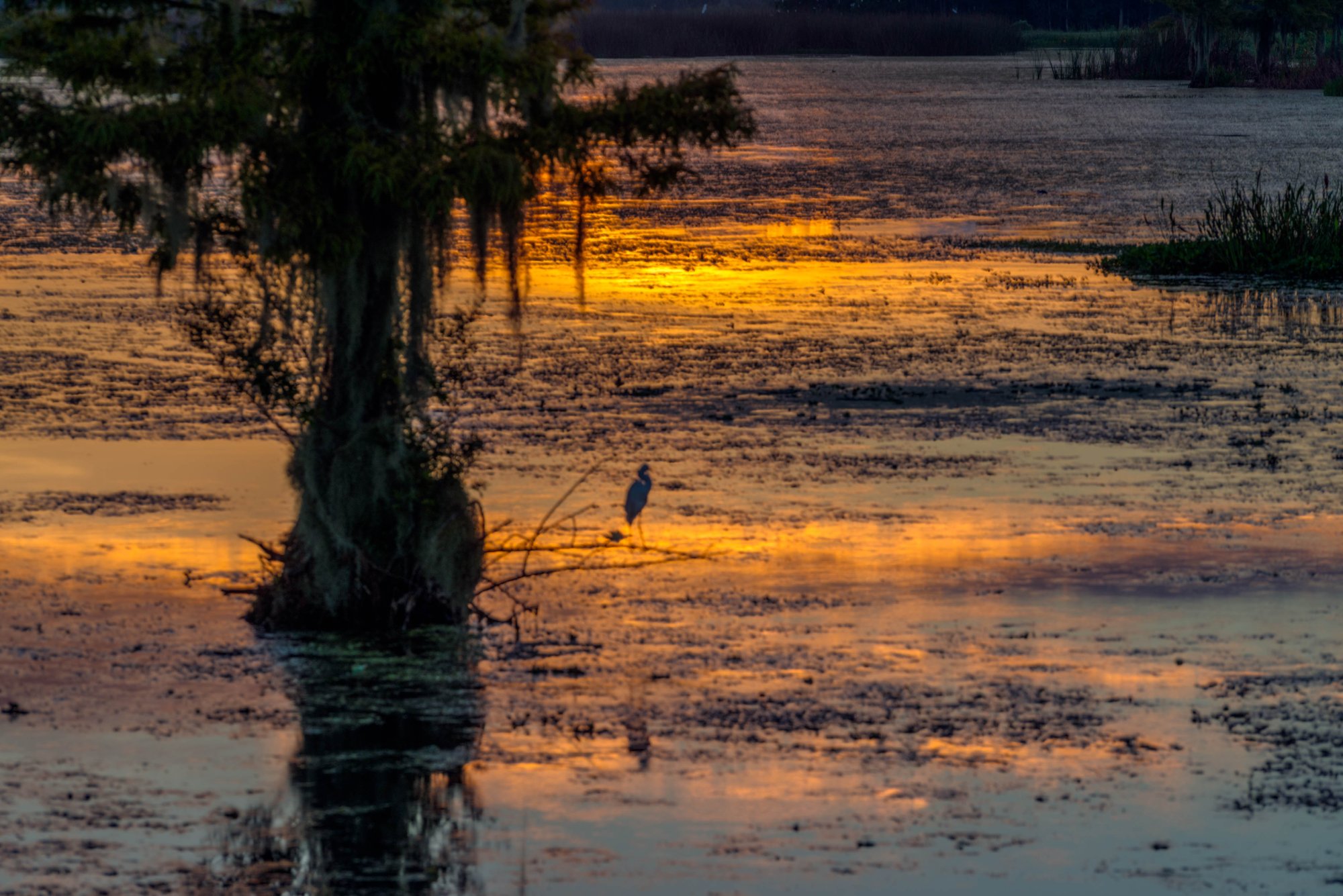 Wetlands Sunrise - 2500px-10.jpg