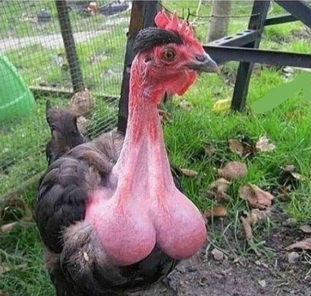what-a-strange-cock-359183.jpeg