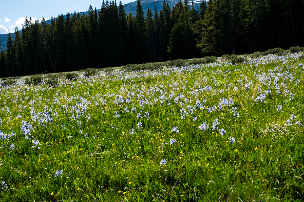 Wildflowers_226_2025_06_18_1013.jpg