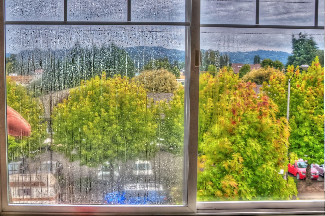 window - 1.jpeg