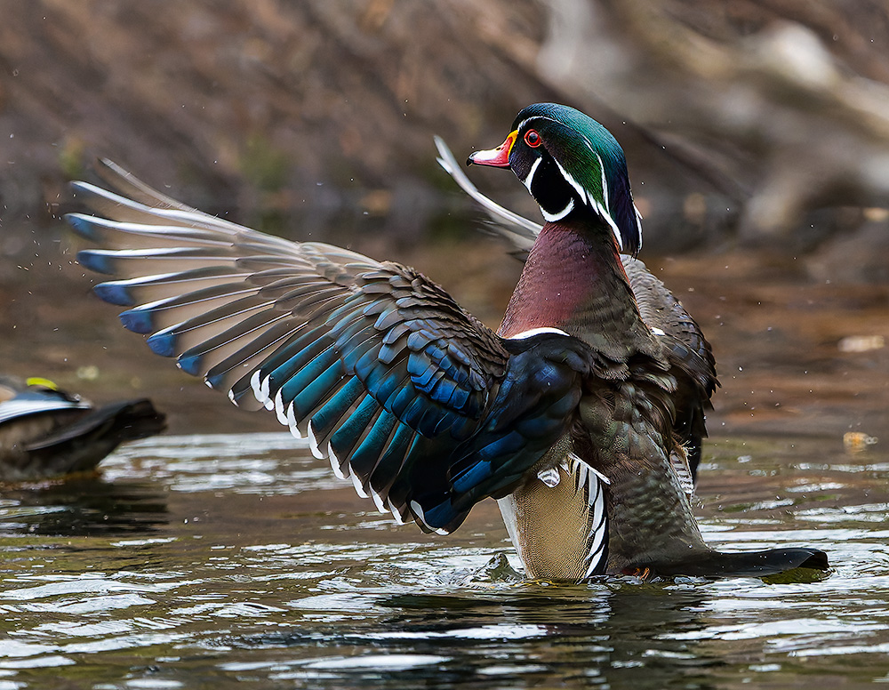 Wood_Duck_11122024_0960_1000p.jpg