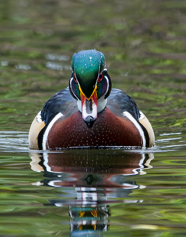 Wood_Duck_11122024_1089_1000p.jpg