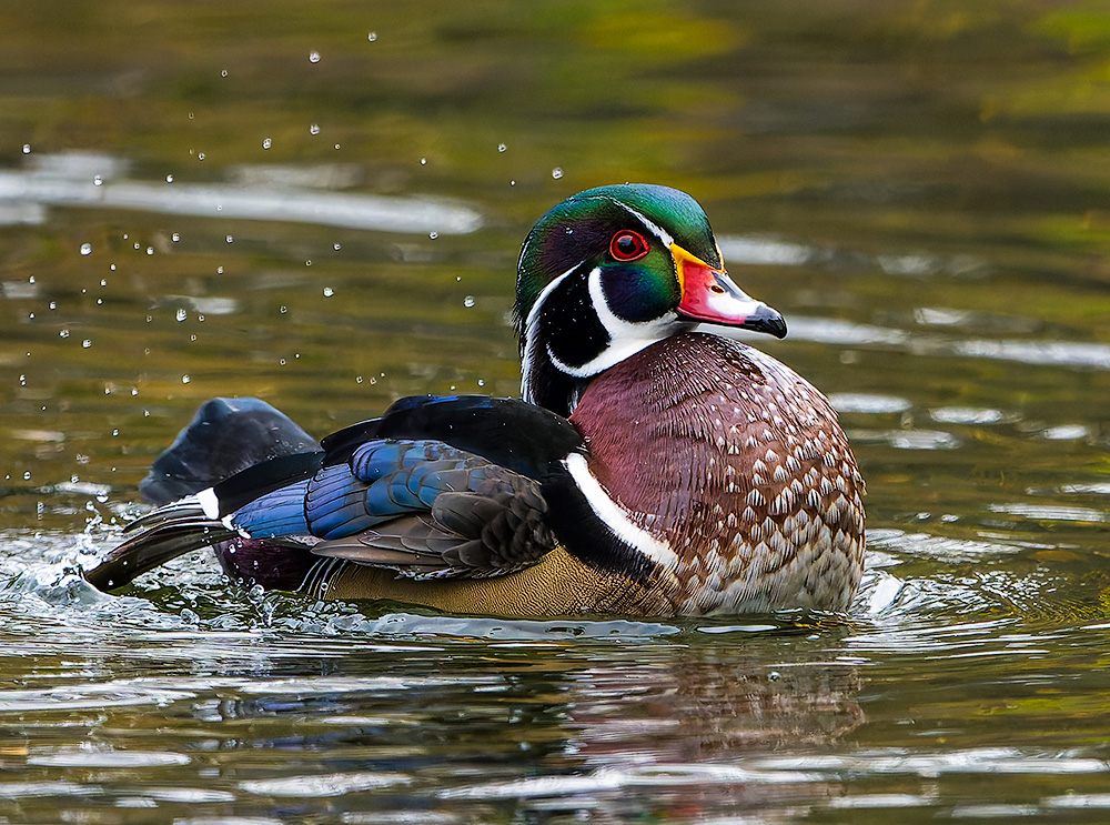 Wood_Duck_11122024_1154_1000p.jpg