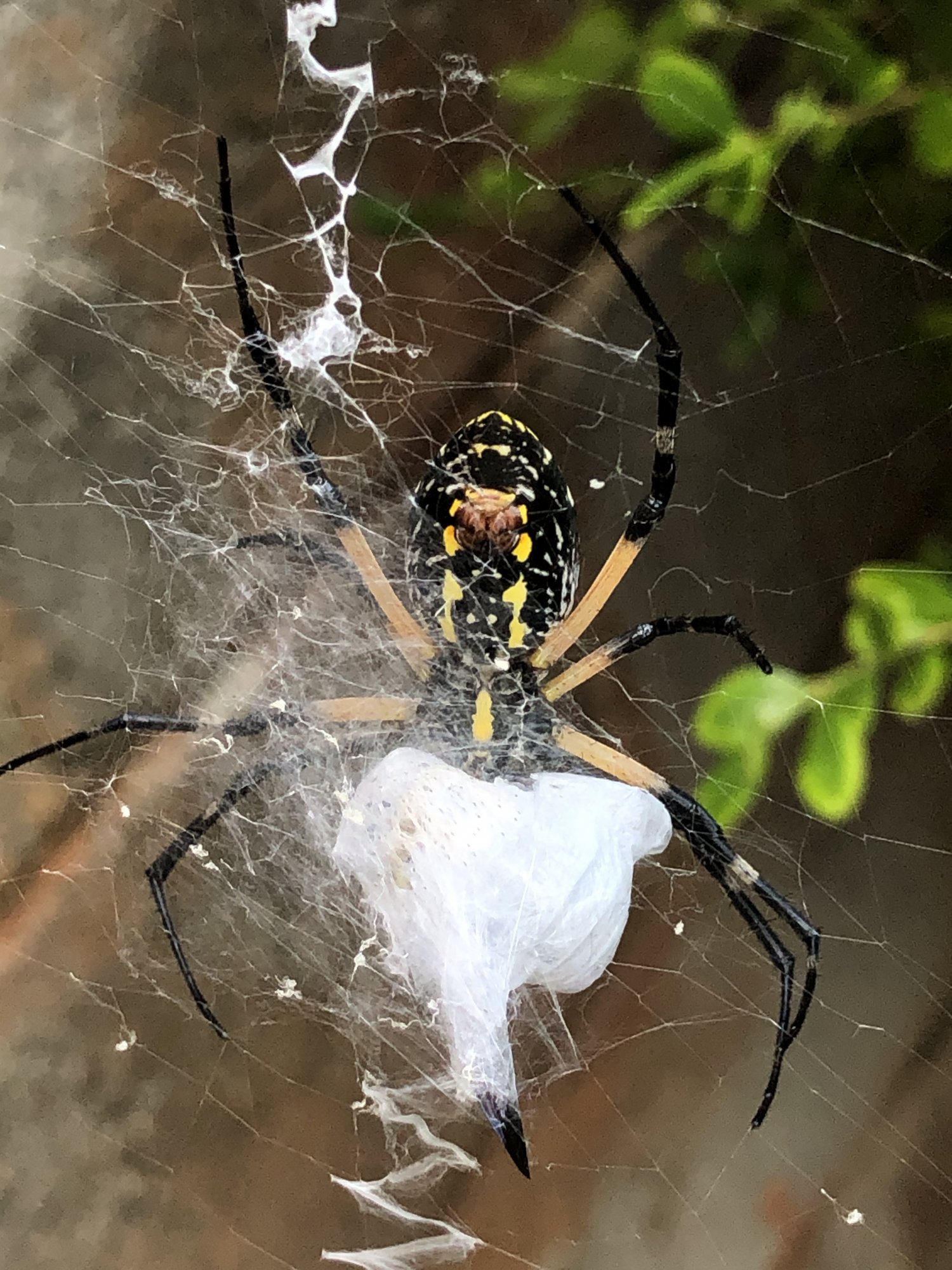 writing_spider-1.jpg