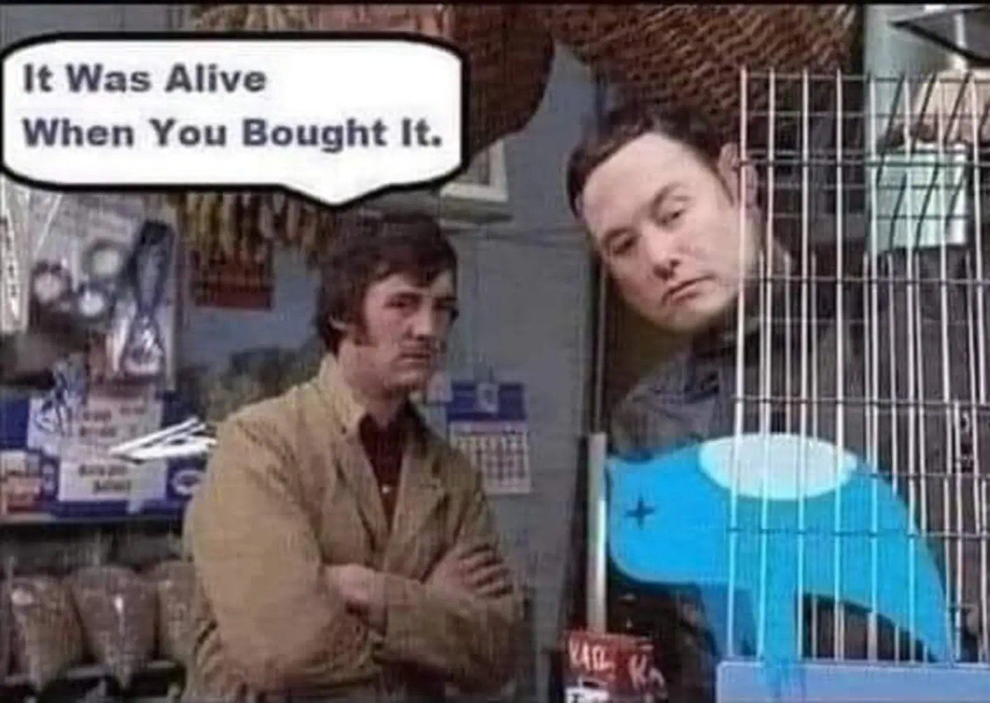 X Parrot.jpg