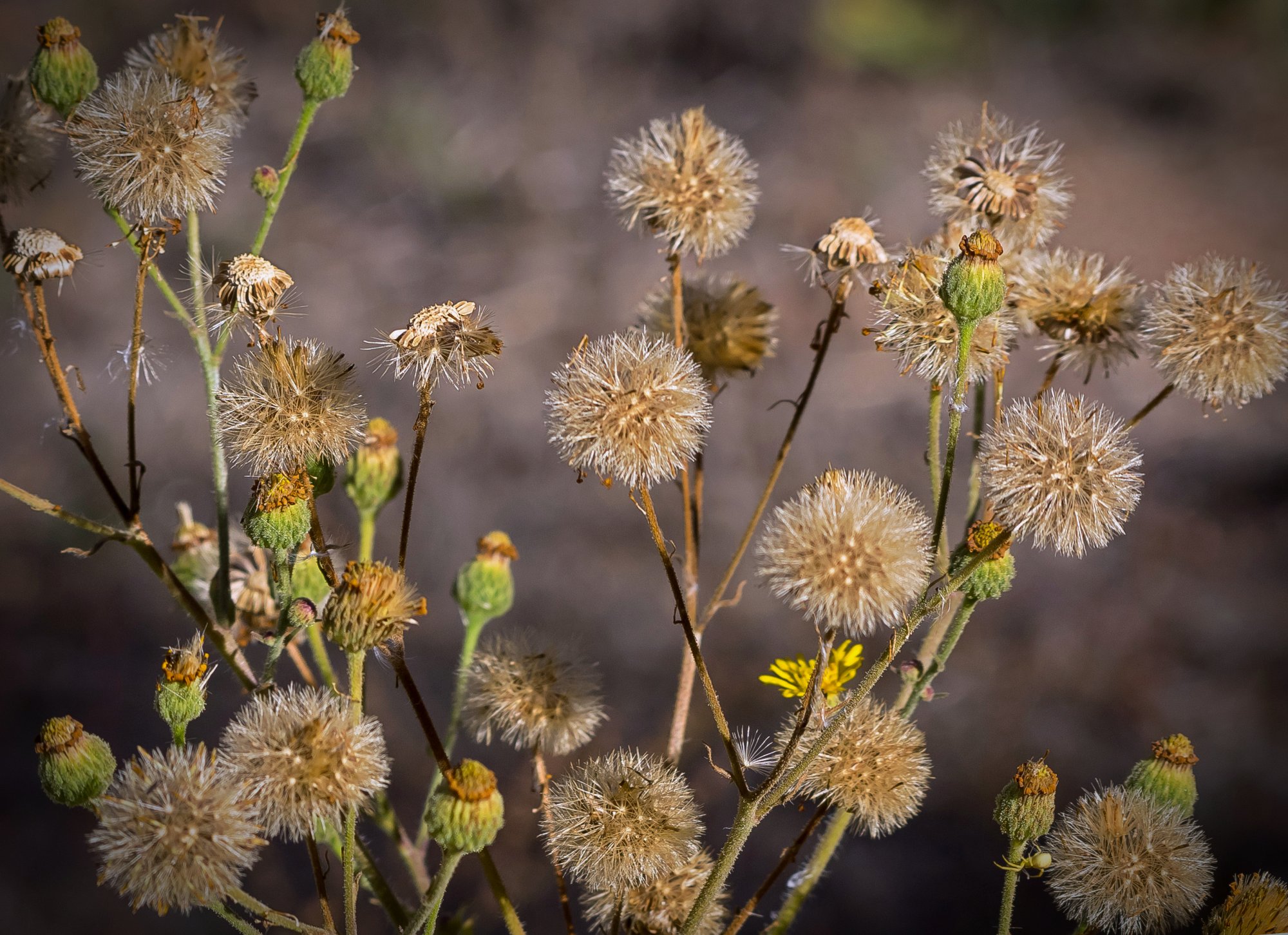 yellow daisy flower puffs 2088 10.25.22 xv.jpg