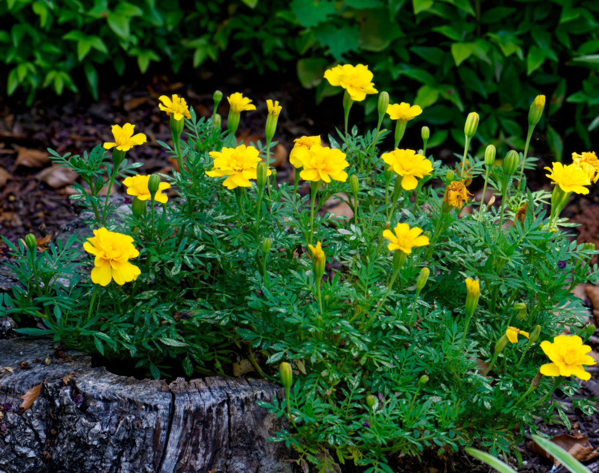 Yellow Flowers On the Stump.jpeg