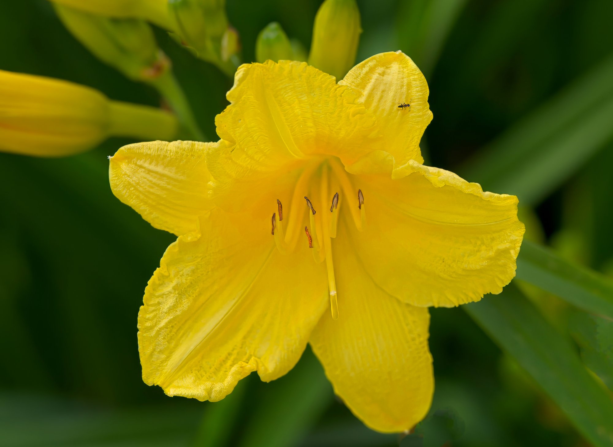 Yellow Lily with Wee Visitor.jpeg