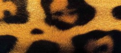 jaguar-back2.jpg