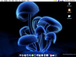 Shrooms.jpg