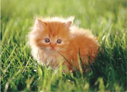 1350-30PCFLOORPUZZLE-KITTEN.jpg