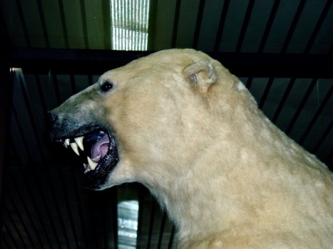 Kodiak Head.jpeg