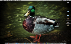 duckdesktop.png
