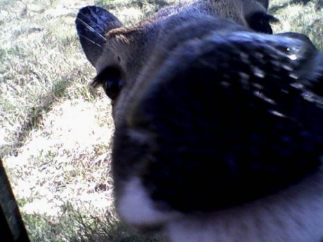 22470_100370763328833_5623659_N_100370763328833.jpeg