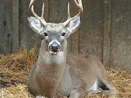 jackthebuck.jpeg